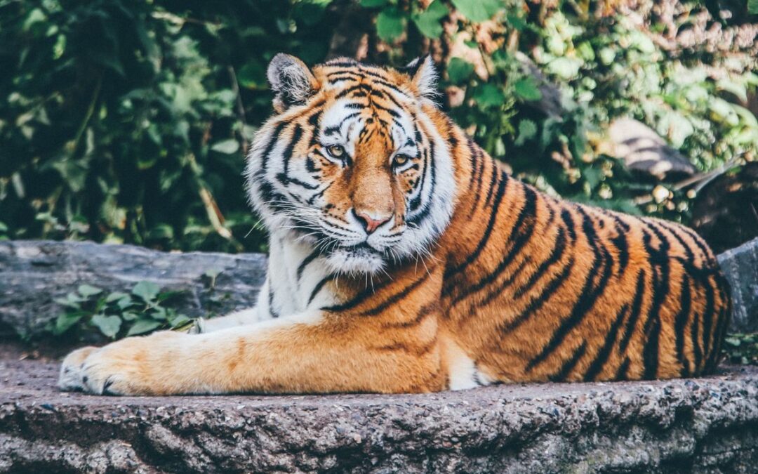 Zoo Safari e Luxury Virginia due tappe per la tua estate da non perdere